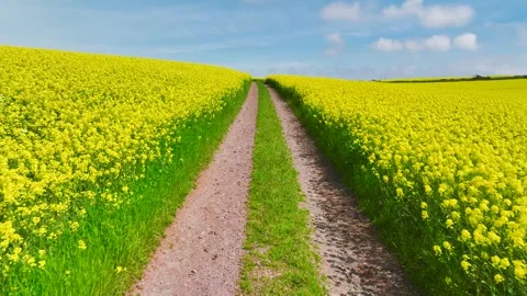 Rapeseed fields and farms from a drone, Devon, England Stock Footage 240190573