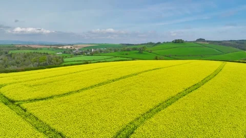 Rapeseed fields and farms from a drone, Devon, England Stock Footage 240190589