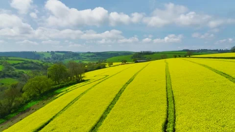Rapeseed fields and farms from a drone, Devon, England Stock Footage 240193037