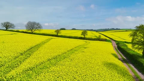 Rapeseed fields and farms from a drone, Devon, England Stock Footage 240193133