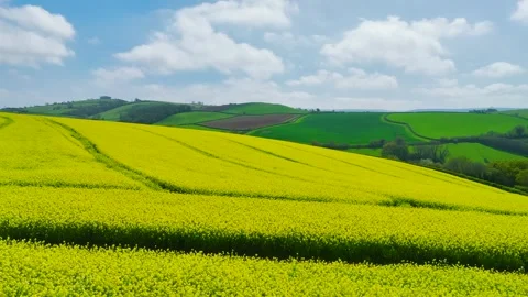 Rapeseed fields and farms from a drone, Devon, England Stock Footage 240193161