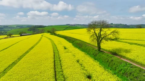Rapeseed fields and farms from a drone, Devon, England Stock Footage 240196056
