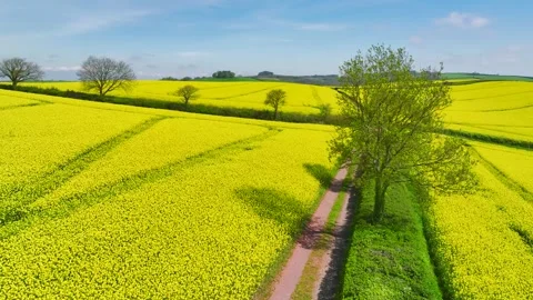 Rapeseed fields and farms from a drone, Devon, England Stock Footage 240196122