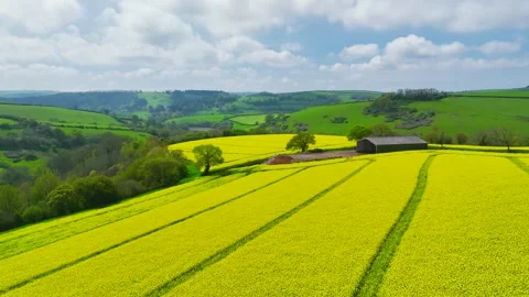 Rapeseed fields and farms from a drone, Devon, England Stock Footage 240196142