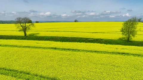 Rapeseed fields and farms from a drone, Devon, England Stock Footage 240196148