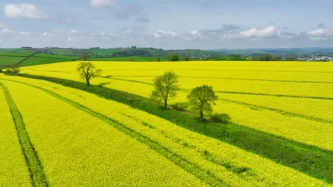 Rapeseed fields and farms from a drone, Devon, England Stock Footage 240196193