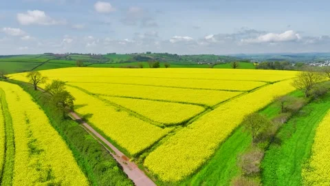 Rapeseed fields and farms from a drone, Devon, England Stock Footage 240196202