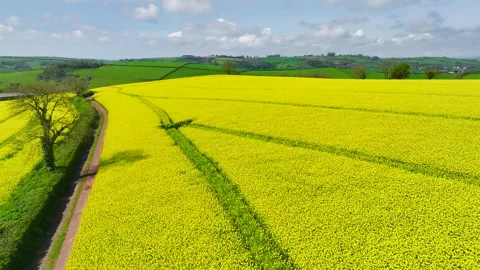 Rapeseed fields and farms from a drone, Devon, England Stock Footage 240200599