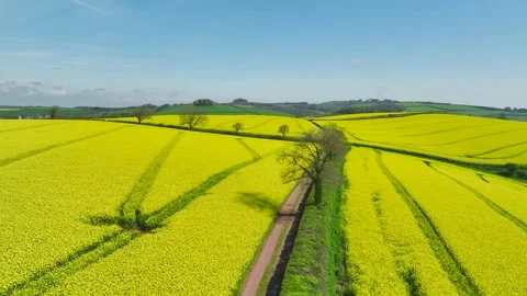Rapeseed fields and farms from a drone, Devon, England 動画素材 255912448