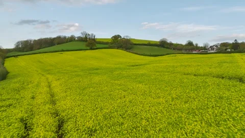 Rapeseed fields and farms from a drone, Torquay, Devon, England Stock Footage 274203834
