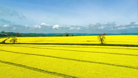 Rapeseed fields and farms in Hyperlapse from a drone, Devon, England 動画素材 240154473