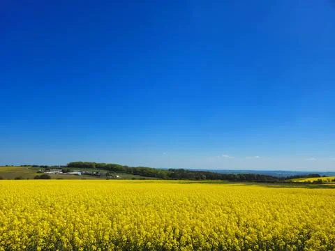 Rapeseed Fields in Bloom Beneath the Spring Sky Stock Photos