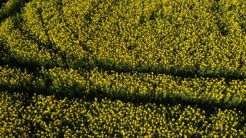 Rapeseed fields in British countryside drone aerial 库存影片 325448447