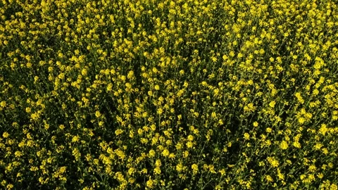 Rapeseed fields in British countryside drone aerial Stock Footage 325449048