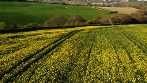Rapeseed fields in British countryside drone aerial 库存影片 327222383