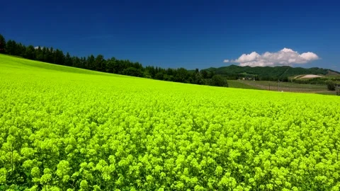 Rapeseed Fields at Bud_gaoka Park Stock Footage 332291428