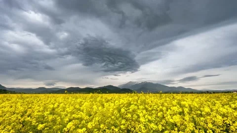 Rapeseed fields with dramatic storm clouds 4K footage timelapse Stock Footage 141477210