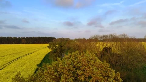 Rapeseed fields drone panning upwards Stock Footage 275660929