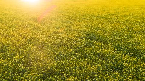 Rapeseed fields during sunset Stock Photos