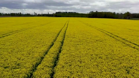 Rapeseed fields in Europe Stock Footage 150628669