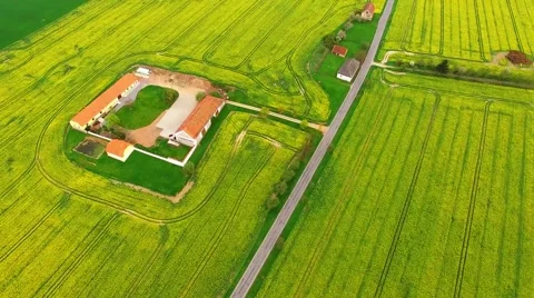 Rapeseed fields with farm house and road. Stock Footage 62776477