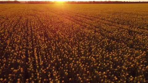 Rapeseed fields field in a beautiful evening sunset Stock Footage 195277456