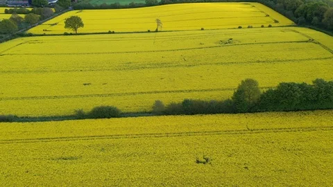 Rapeseed fields Stock Footage 108185010