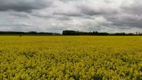 Rapeseed fields Stock Footage 150628572