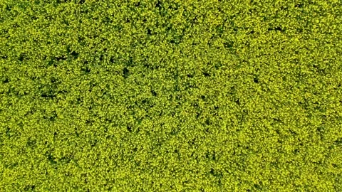 Rapeseed fields Stock Footage 150628758