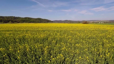 Rapeseed fields in full bloom Stock Footage 106930896