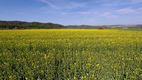 Rapeseed fields in full bloom Stock Footage 106931139