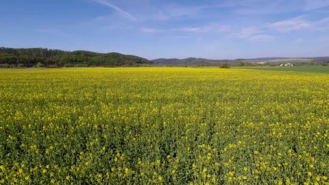 Rapeseed fields in full bloom Stock Footage 106933138