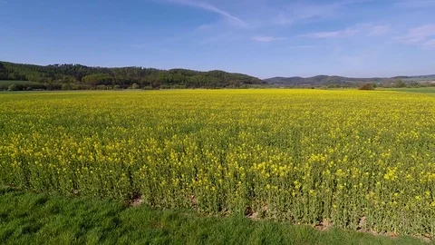Rapeseed fields in full bloom Stock Footage 106933971