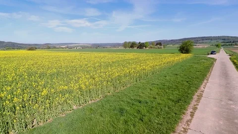 Rapeseed fields in full bloom Stock Footage 106934556