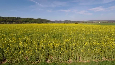 Rapeseed fields in full bloom Stock Footage 106934767