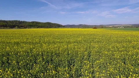 Rapeseed fields in full bloom Stock Footage 106934887