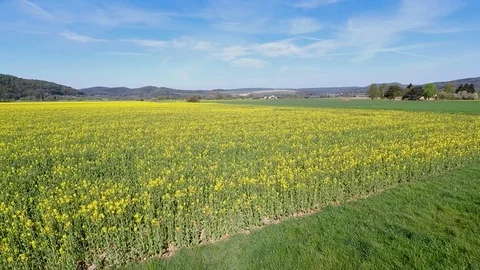Rapeseed fields in full bloom Stock Footage 106935306