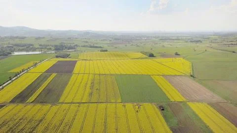 Rapeseed fields from the height of bird flight. Shooting from the drone or ai Stock Photos