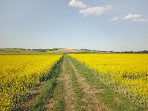 Rapeseed fields from the height of bird flight. Shooting from the drone or ai Foto stock