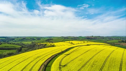 Rapeseed fields in Hyperlapse, Devon, England 動画素材 239536844