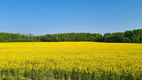 Rapeseed fields in May bloomed with bright yellow flowers for many kilometers Foto stock