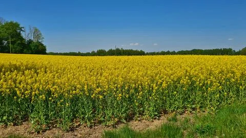 Rapeseed fields in May bloomed with bright yellow flowers for many kilometers Stock Photos