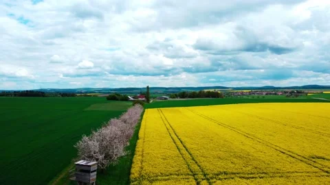 Rapeseed fields near a small village Stock Footage 154373736