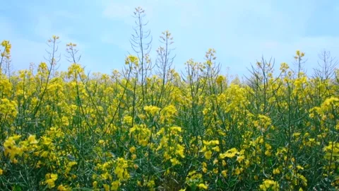 Rapeseed fields near windmill farm in Lebcz village in Puck district Poland. Aer Stock Footage 240635831