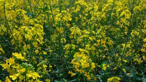 Rapeseed fields near windmill farm in Lebcz village in Puck district Poland. Aer Stock Footage 240635986