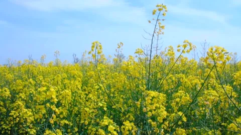Rapeseed fields near windmill farm in Lebcz village in Puck district Poland. Aer Stock Footage 240636133