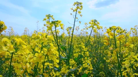 Rapeseed fields near windmill farm in Lebcz village in Puck district Poland. Aer Stock Footage 240636169