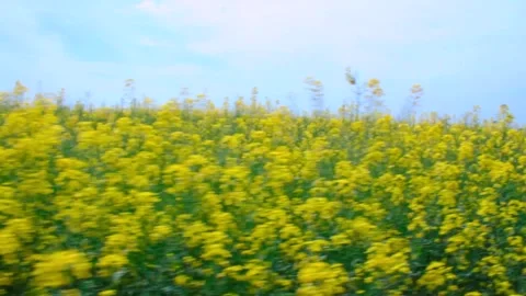 Rapeseed fields near windmill farm in Lebcz village in Puck district Poland. Aer Stock Footage 240636320