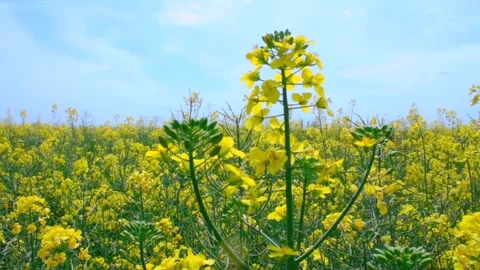 Rapeseed fields near windmill farm in Lebcz village in Puck district Poland. Aa. Stock Footage 240636373
