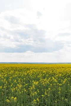 Rapeseed fields panorama. Blooming yellow canola flower meadows. Stock Photos